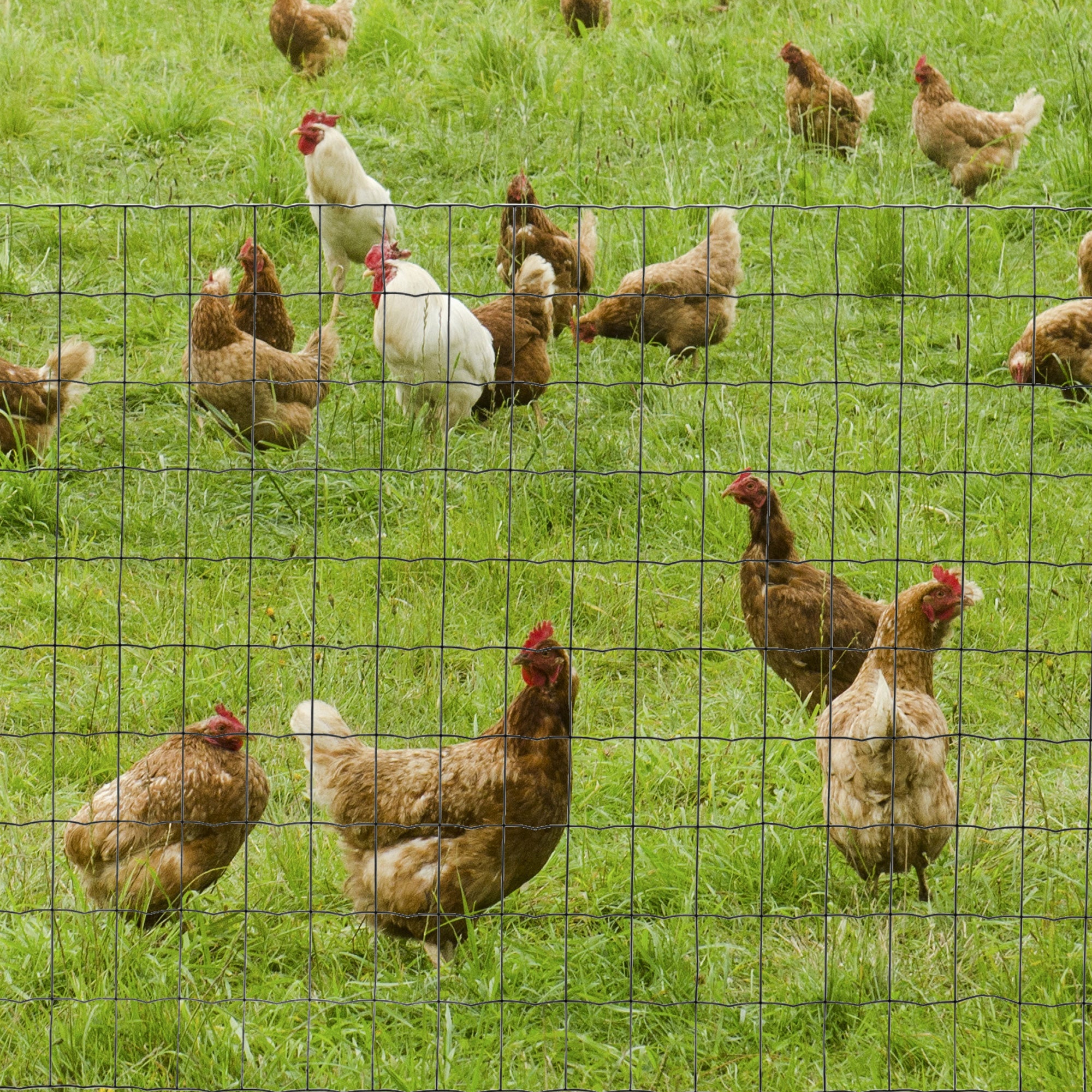 1M x 10M Chicken Wire Mesh Roll Rabbit Poultry Animal Fence PVC Coated Steel Metal Garden Netting Fencing